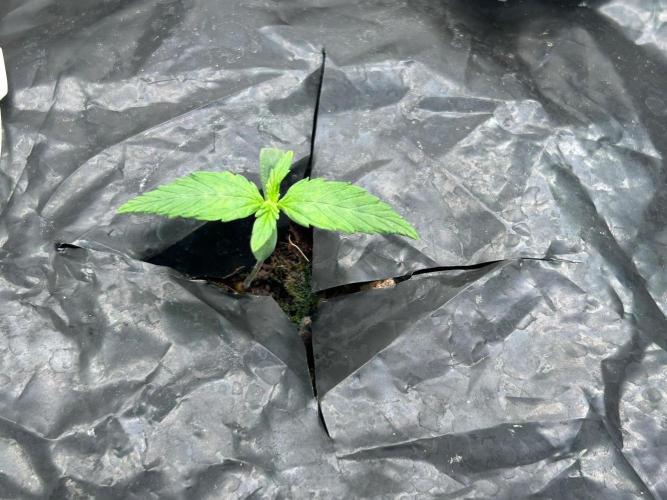 Grow Tent 3x3x6. Week 1