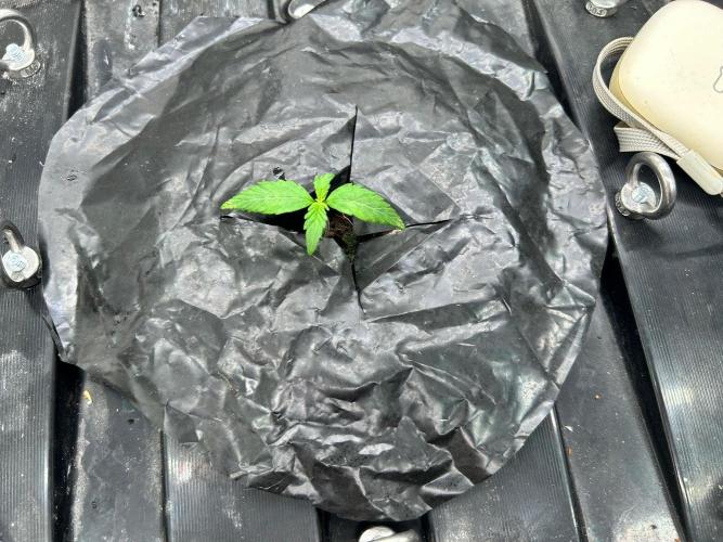 Grow Tent 3x3x6. Week 2