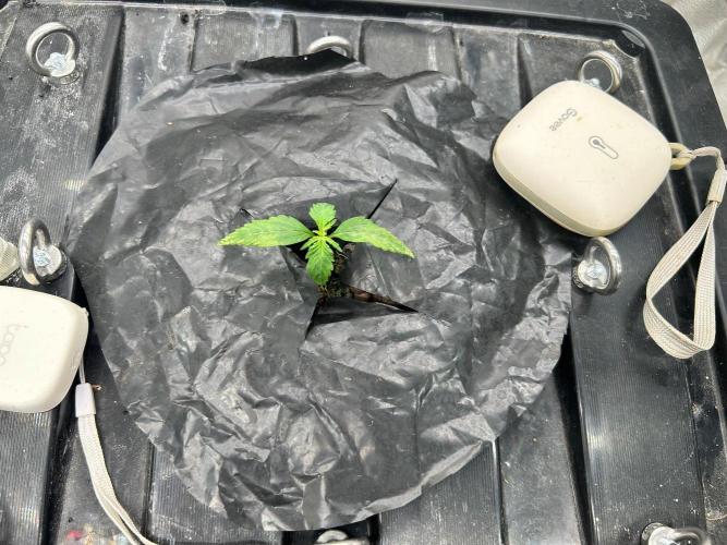 Grow Tent 3x3x6. Week 2