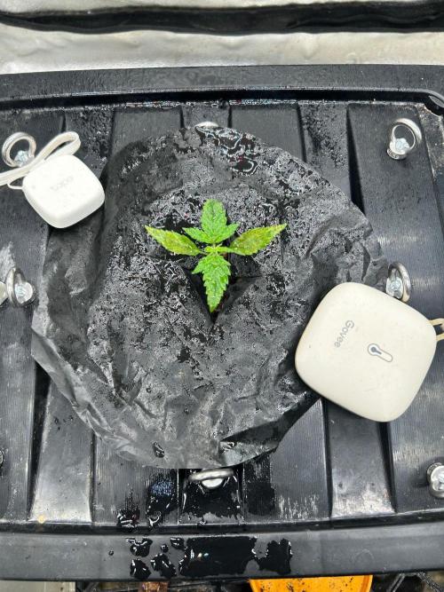 Grow Tent 3x3x6. Week 2