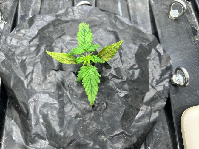 Grow Tent 3x3x6. Week 2