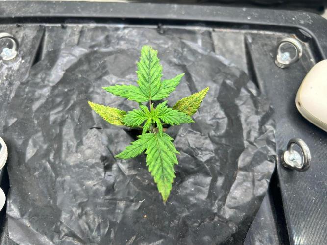 Grow Tent 3x3x6. Week 2