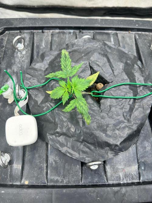 Grow Tent 3x3x6. Week 2