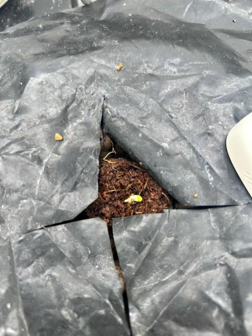 Medusa F1 Auto. Week 0