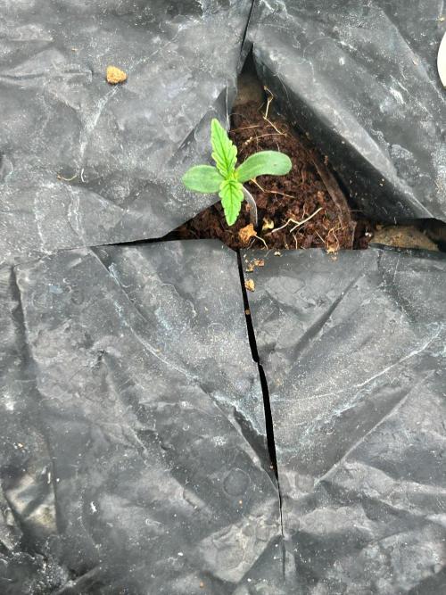 RQS Médusa F1. Week 1 - Day 1