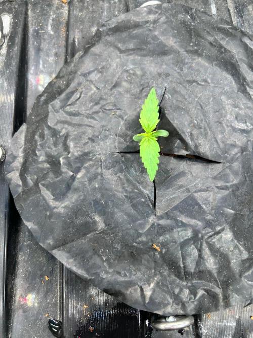 RQS Médusa F1. Week 1 - Day 4 