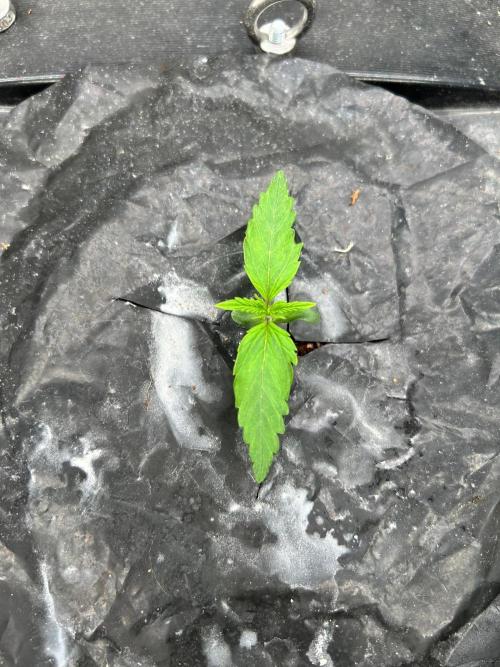 RQS Médusa F1. Week 1 - Day 5