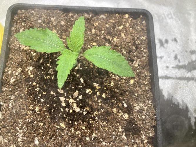 Malawi X Panama Fem. Week 2 - Day 7