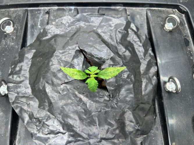 Grow Tent 3x3x6. Week 2
