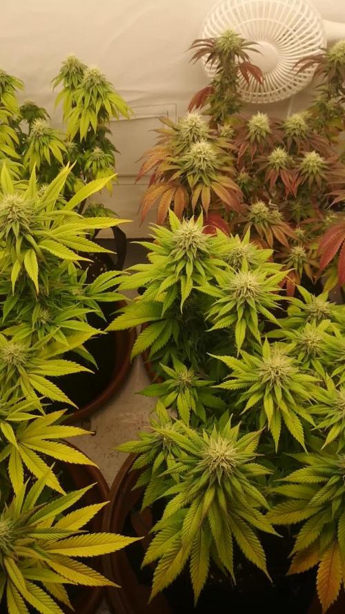 4xBlue Zushi - Original Sensible Seeds