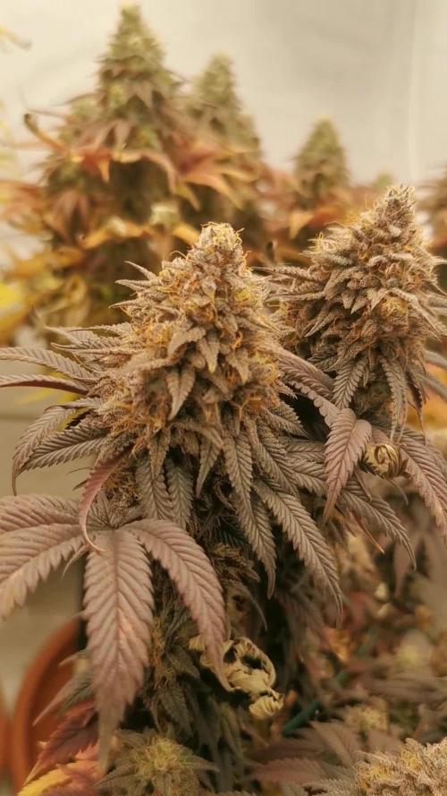 4xBlue Zushi - Original Sensible Seeds