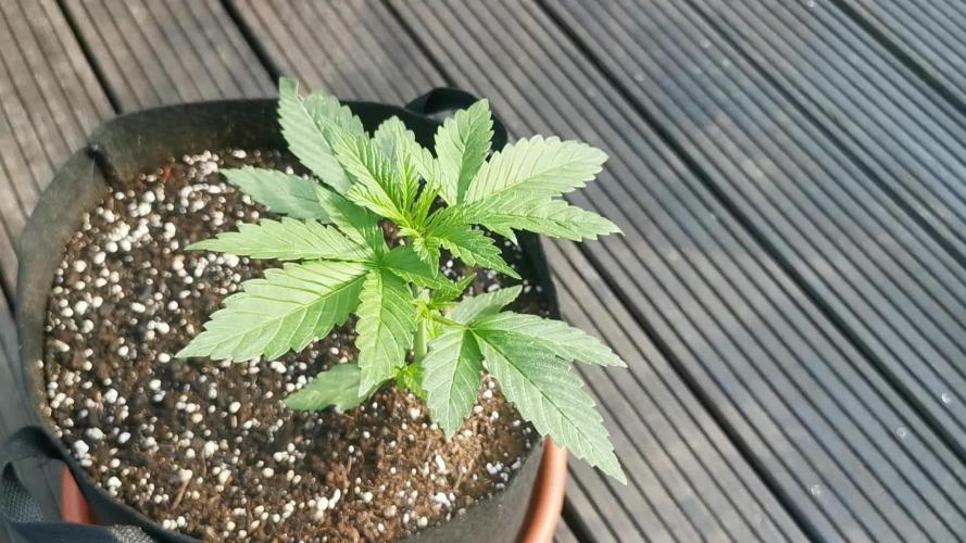 Sungrown pound cake