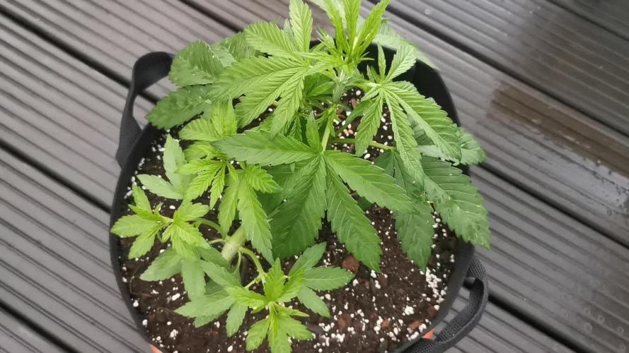 Sungrown pound cake