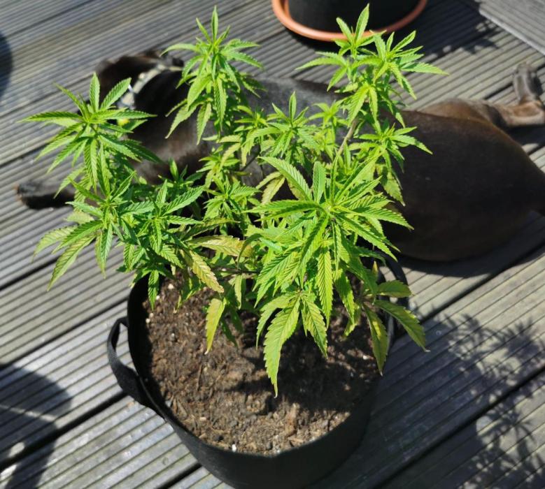 planting a tree - Outdoor 2025. Week 17