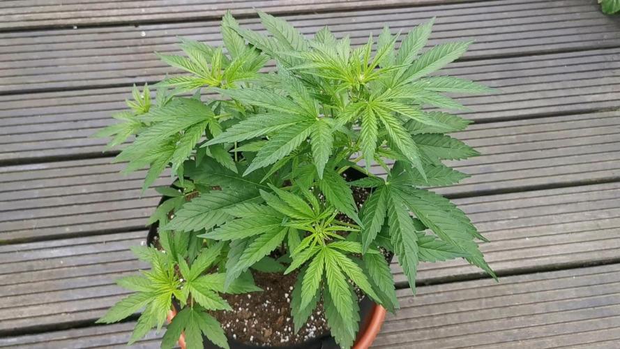 Sungrown pound cake