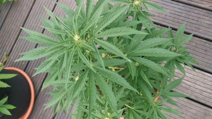 Sungrown pound cake - Outdoor  2025