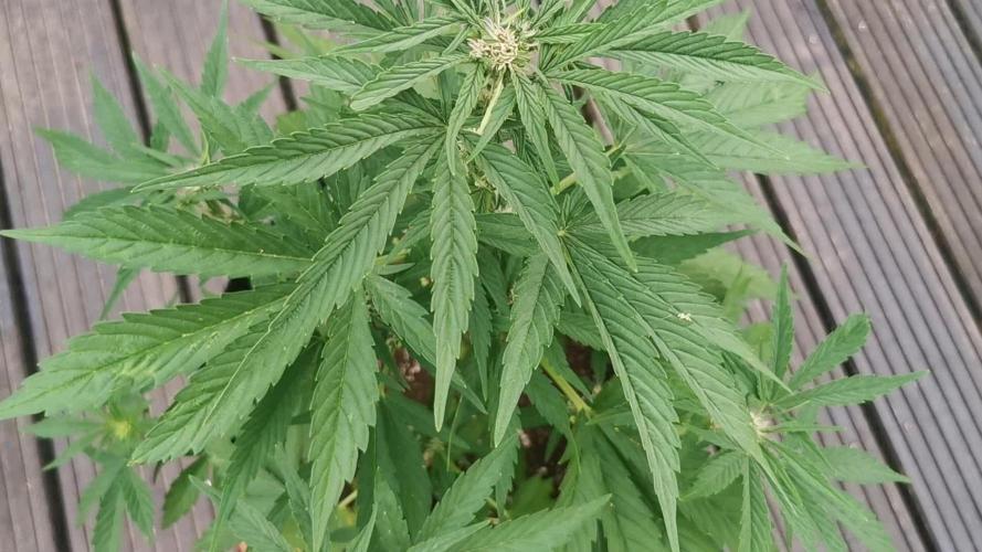 Sungrown lemoncherrycookies Outdoor 2025
