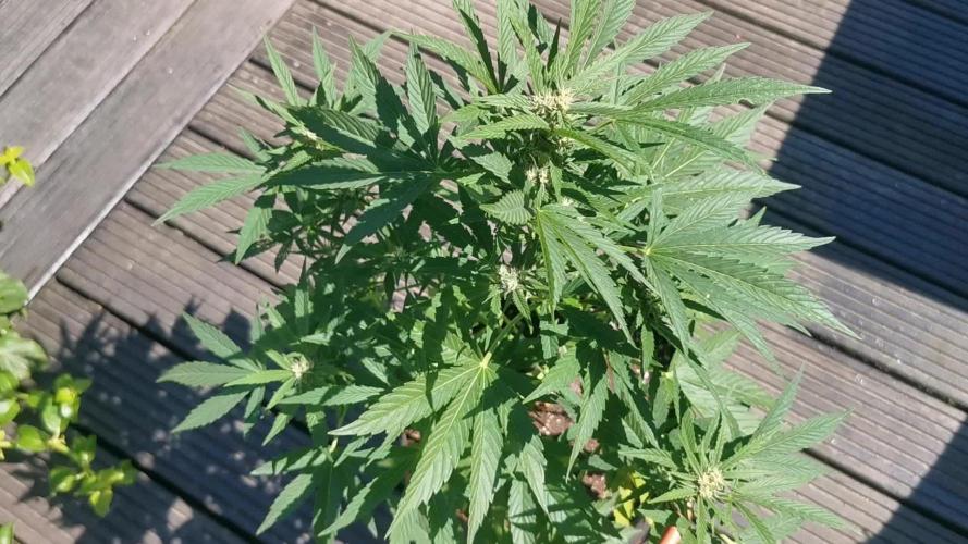 Sungrown pound cake 2025