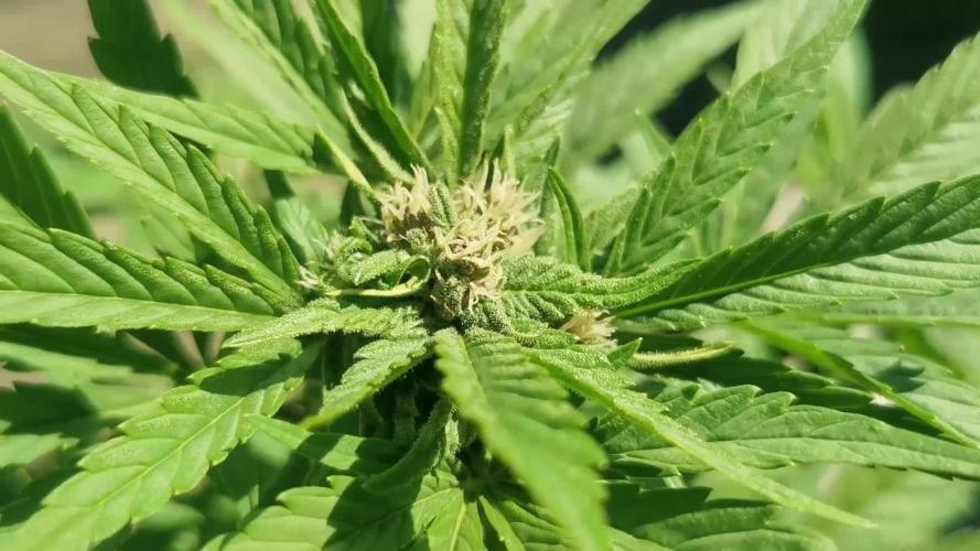 Sungrown lemoncherrycookies 2025