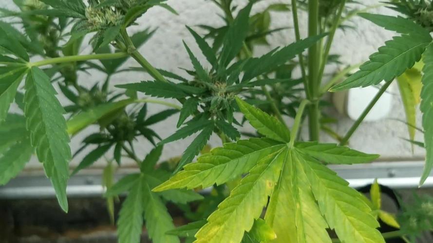 Sungrown pound cake 2025