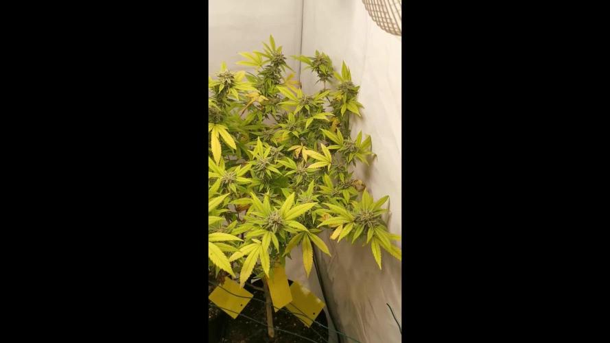 Old Dirty Biker rerun