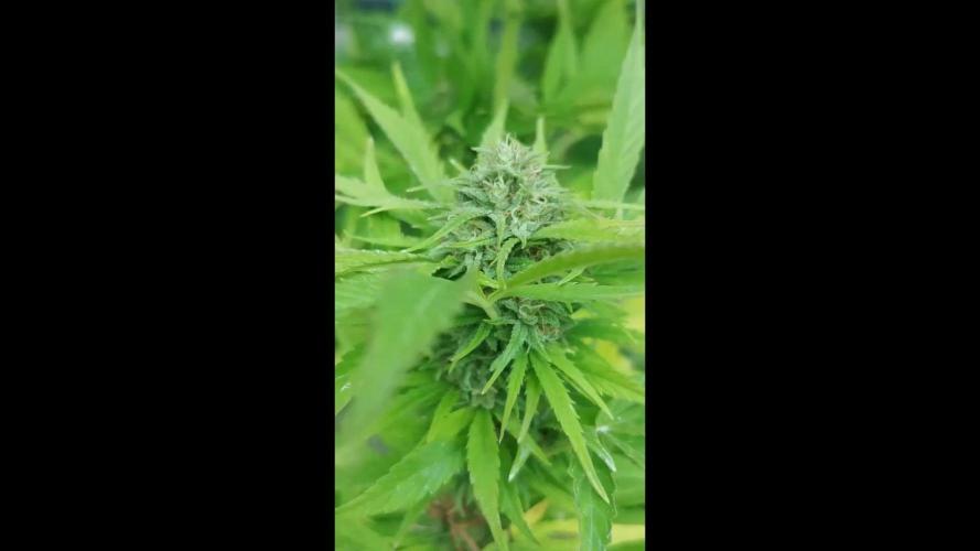Grapefruit - Outdoor 2025