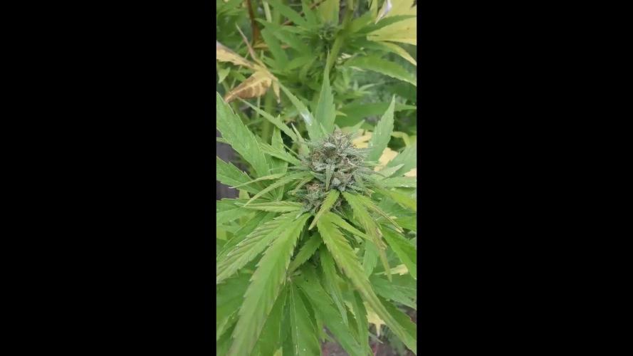 Grapefruit - Outdoor 2025