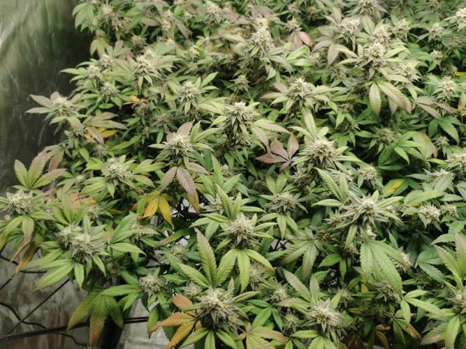 mini pheno hunt - #4. Week 38