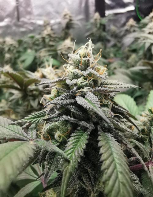 mini pheno hunt - #4. Week 38