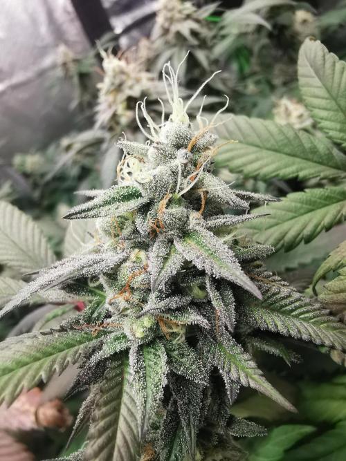 mini pheno hunt - #4. Week 38