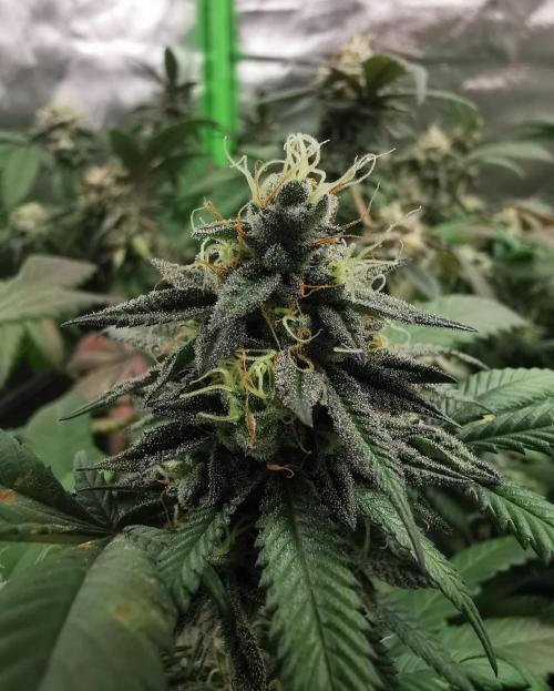 mini pheno hunt - #4. Week 38