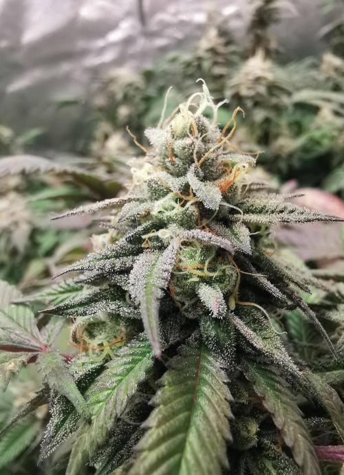 mini pheno hunt - #4. Week 38