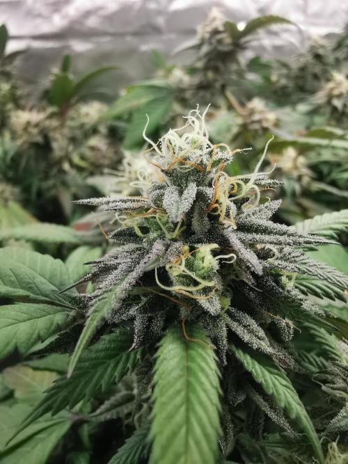 mini pheno hunt - #4. Week 38