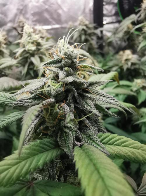 mini pheno hunt - #4. Week 38