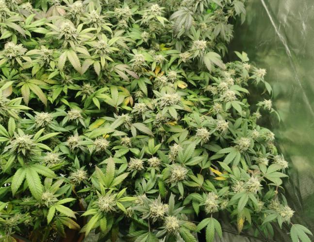 mini pheno hunt - #3. Week 38