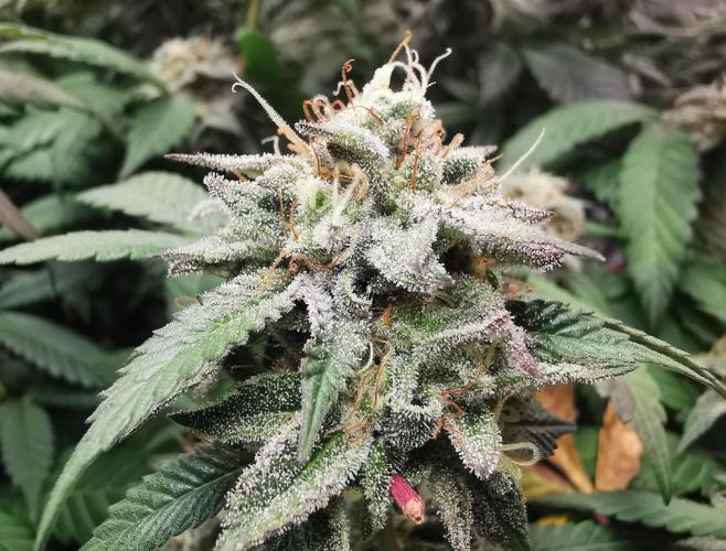 mini pheno hunt - #3. Week 38