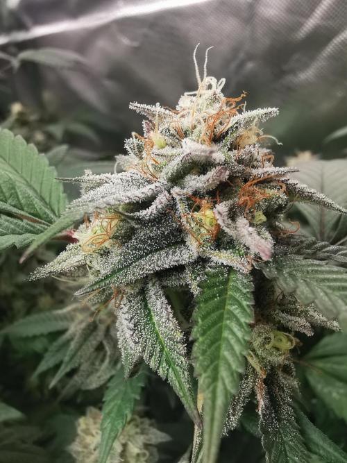 mini pheno hunt - #3. Week 38