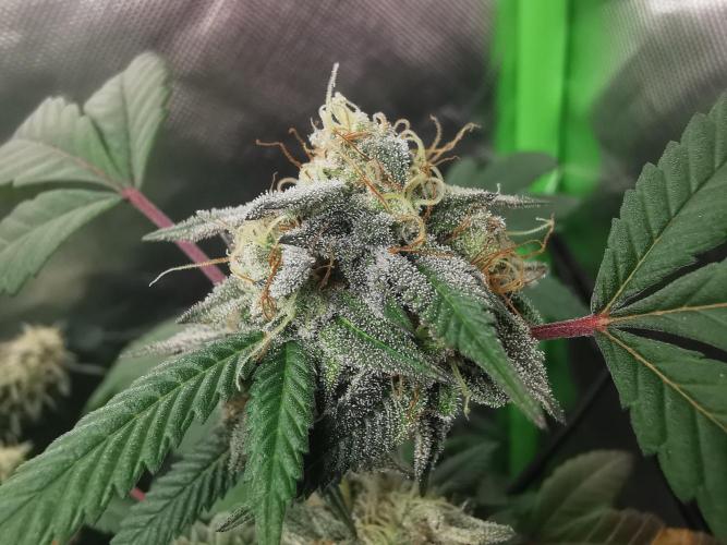 mini pheno hunt - #3. Week 38