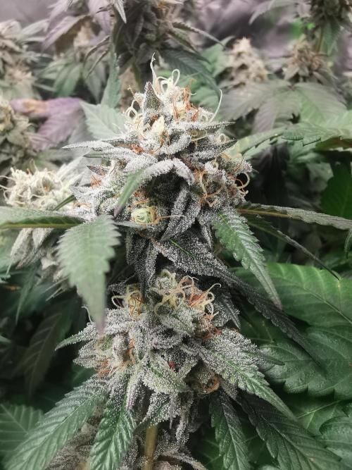 mini pheno hunt - #3. Week 38