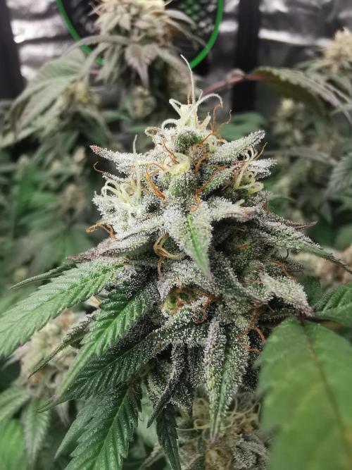 mini pheno hunt - #3. Week 38