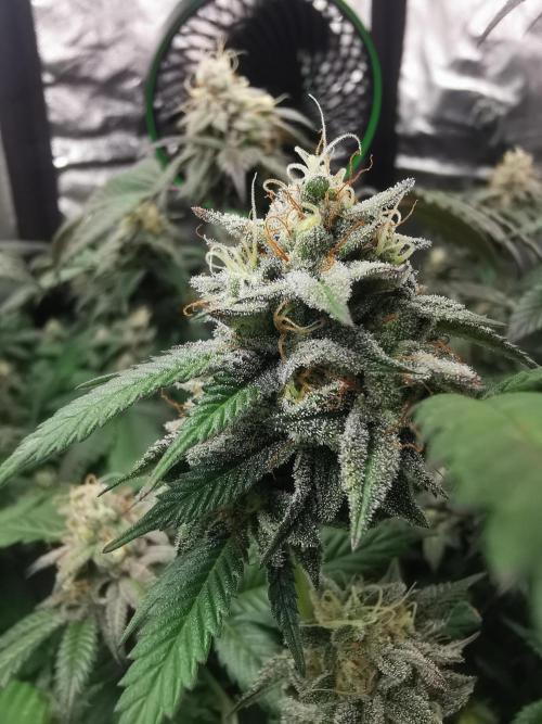 mini pheno hunt - #3. Week 38