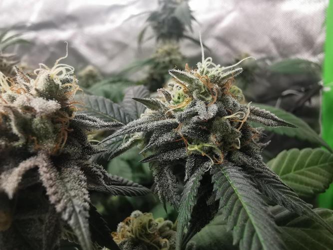 mini pheno hunt - #3. Week 38