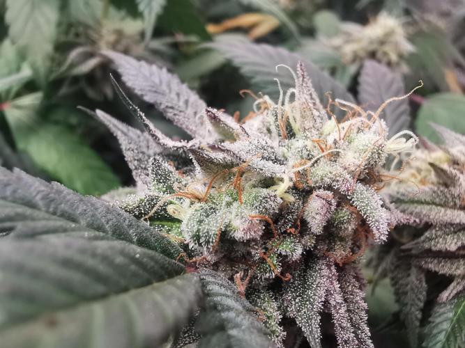 mini pheno hunt - #3. Week 38