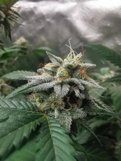 mini pheno hunt - #3. Week 38