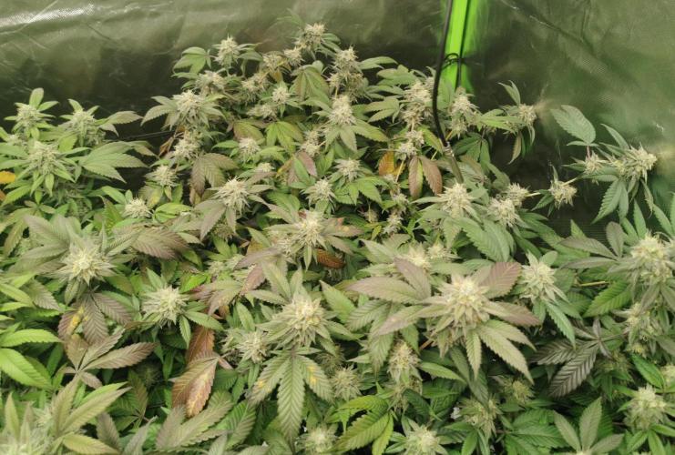 mini pheno hunt - #2. Week 38