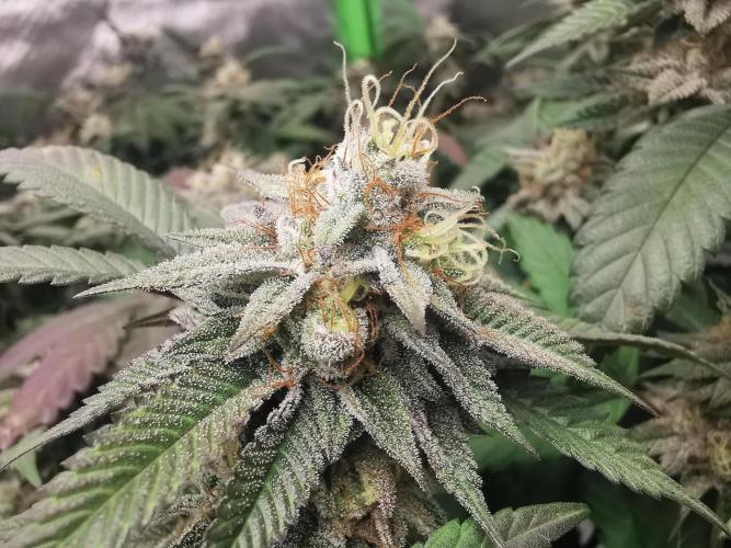 mini pheno hunt - #2. Week 38