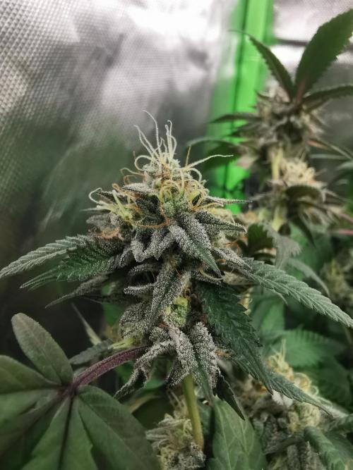 mini pheno hunt - #2. Week 38