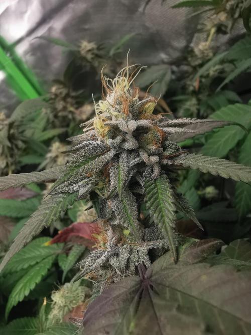 mini pheno hunt - #2. Week 38