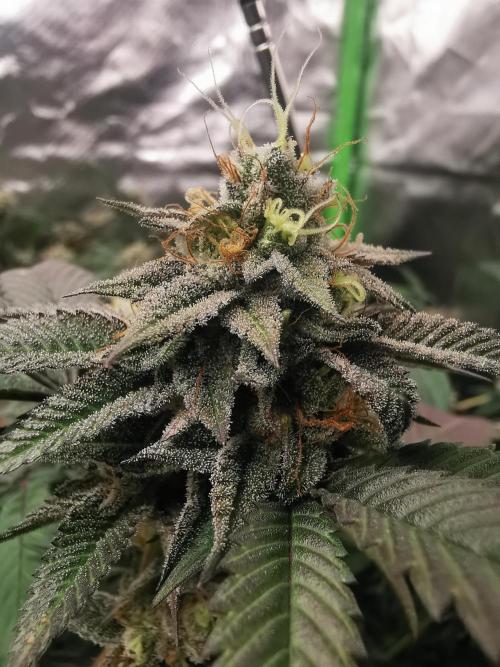 mini pheno hunt - #2. Week 38