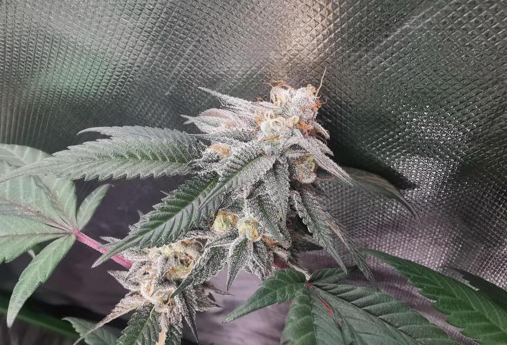 mini pheno hunt - #2. Week 38